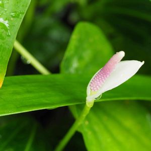 アンスリウム,アンスリウム・アムニコラ,温室,紫の花,花散歩の画像