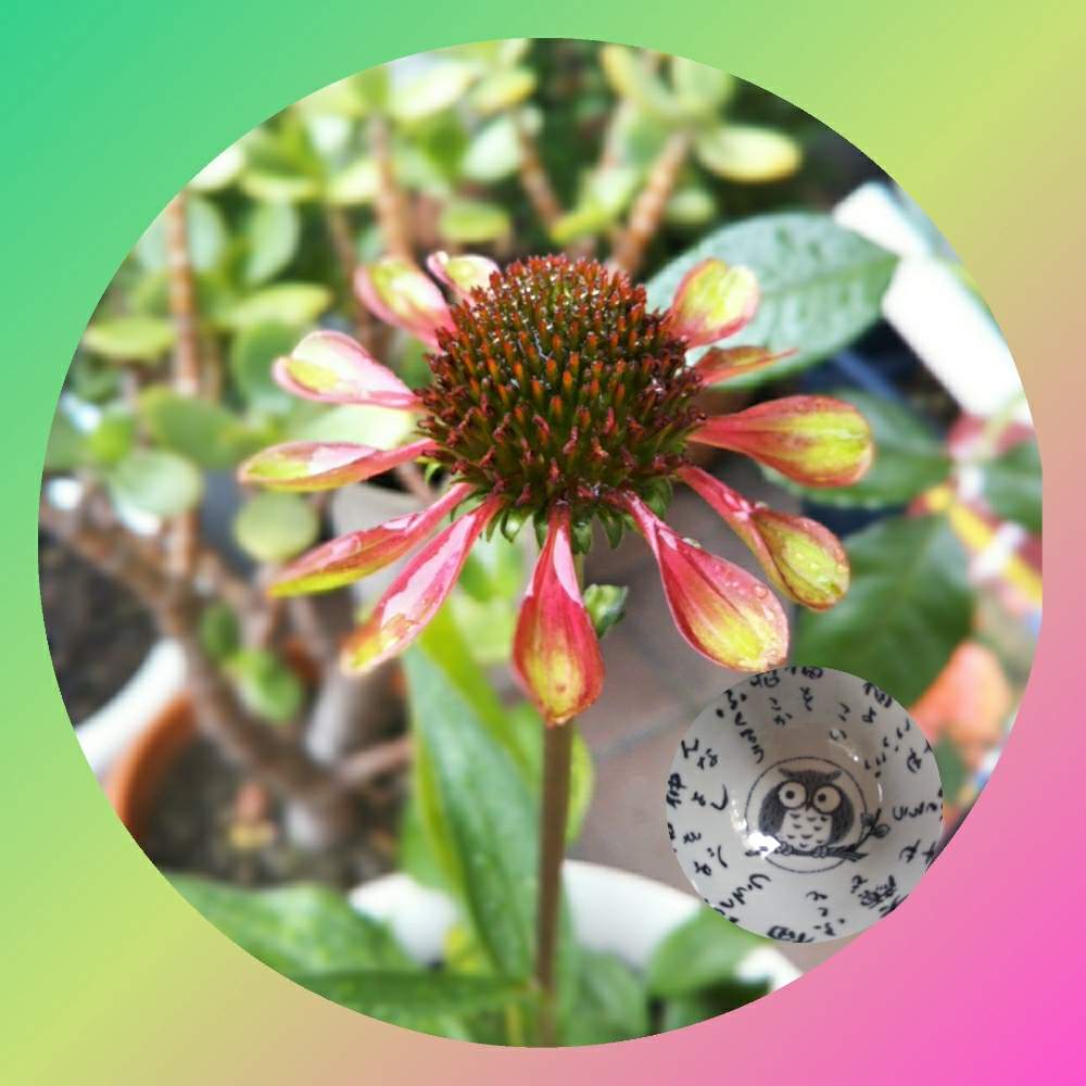 エキナセアグリーンエンビーの投稿画像 By バトンハウスさん Gs3年目とキュンキュン乙女倶楽部とホーマック よりと幸せを呼ぶフクロウ祭りとおうち園芸とバラと夢clubとキュンキュン乙女倶楽部no8と花のある暮らしとフクロウ祭 月7月29日 Greensnap グリーン