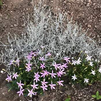 クッションブッシュの投稿画像一覧 Greensnap グリーンスナップ