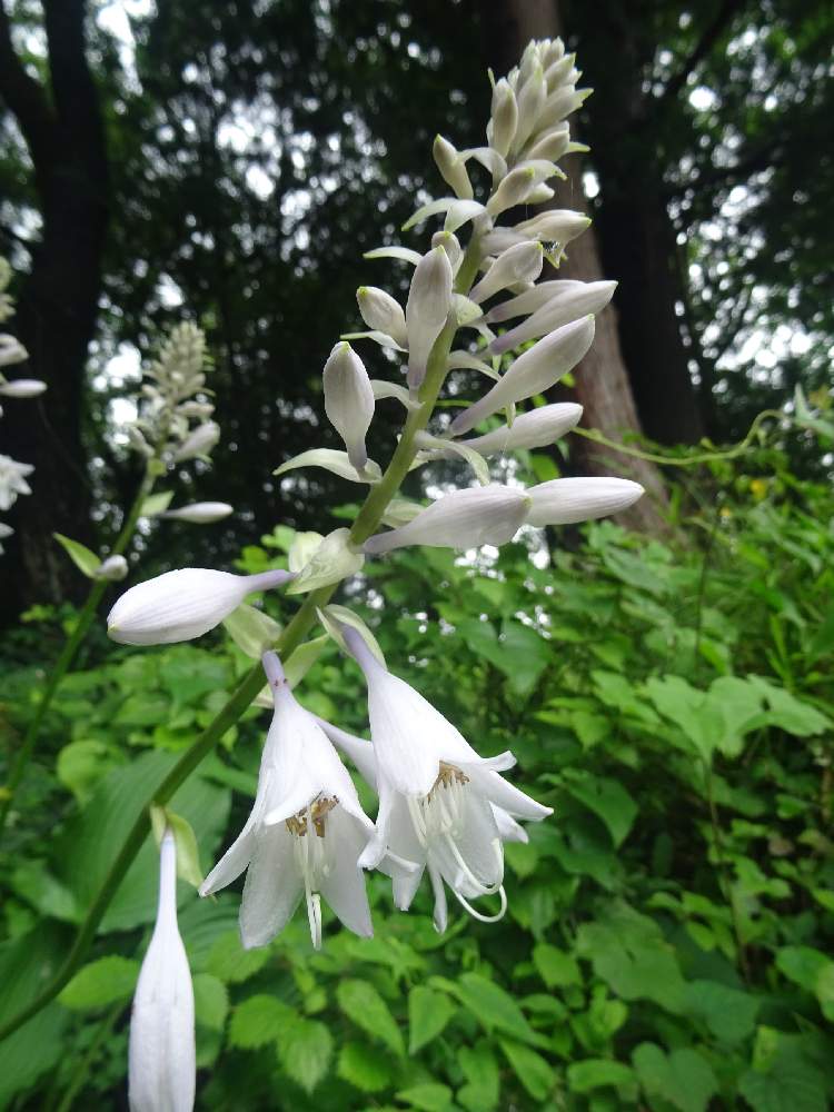 オオバギボウシの投稿画像 By なるさん 日本固有種と野草 雑草だって可愛いと里山散策と山野草と野に咲く花が好きと優しさと白い花と日本固有種 と野草 雑草だって可愛いと里山散策と山野草と野に咲く花が好きと優しさと白い花 月7月29日 Greensnap グリーン