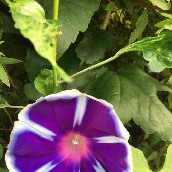 曜白朝顔の投稿画像一覧 Greensnap グリーンスナップ