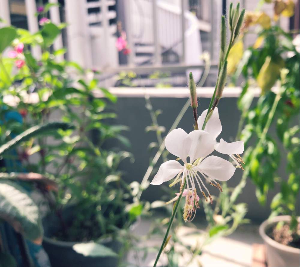 ガウラ 白蝶草 の投稿画像 By もんさん ガウラ 白蝶草 と千日紅ローズネオンとスィート バジルと花のある暮らしと朝のひととき 月7月29日 Greensnap グリーンスナップ