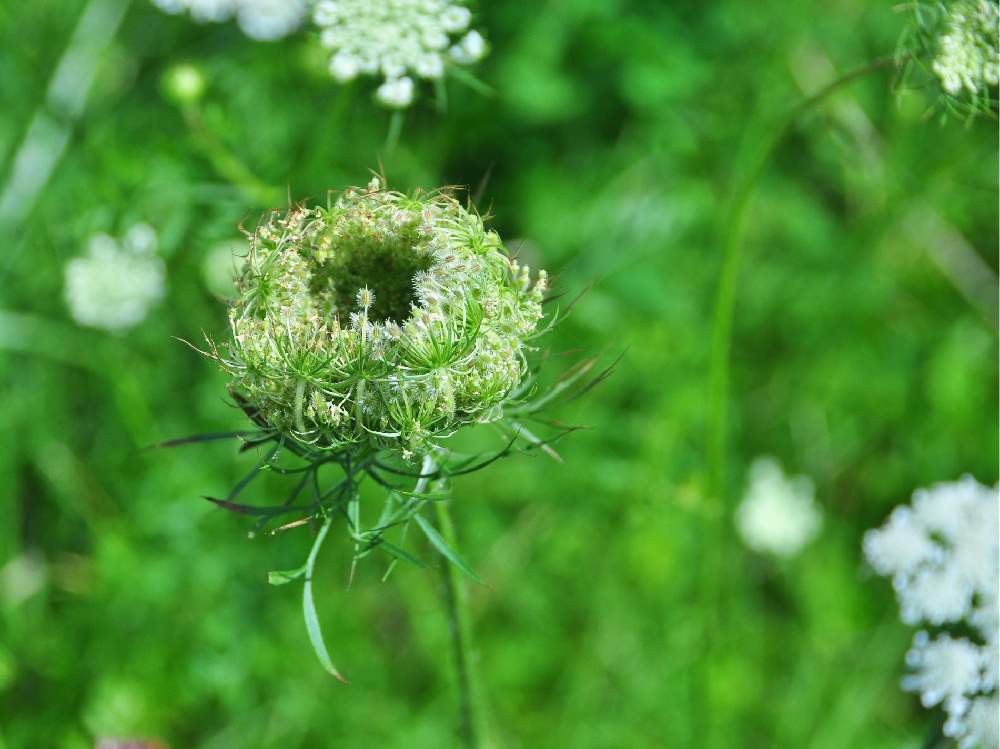 ノラニンジン 野良人参 の投稿画像 By Ykrさん 野の花と野草と白い花と北海道と自生 月7月29日 Greensnap グリーンスナップ