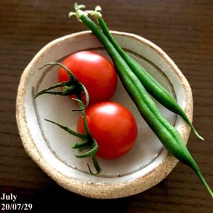 水耕栽培,収穫,野菜 水耕栽培,家庭菜園奮闘日記,ミニトマト栽培の画像