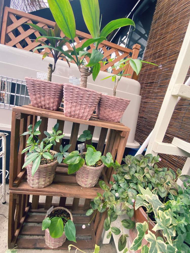 観葉植物の投稿画像 By 芋虫さん おうち園芸 月7月29日 Greensnap グリーンスナップ 観葉植物の投稿画像 By 芋虫さん おうち園芸 月7月29日 Greensnap グリーンスナップ