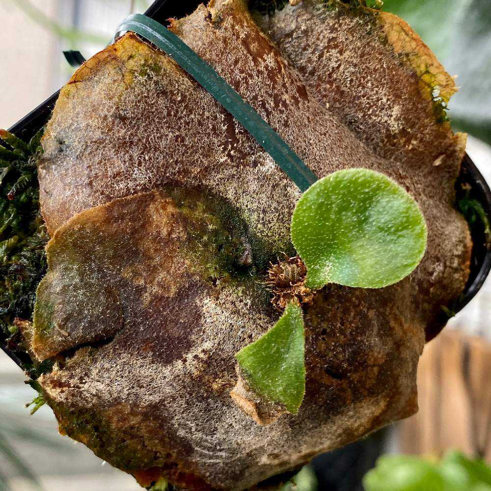 P. 'OMO' 成長記録 2023.12.12｜🍀GreenSnap（グリーンスナップ）