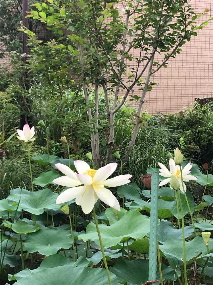 東品川海上公園 舞妃蓮を見に Greensnap グリーンスナップ 東品川海上公園 舞妃蓮を見に Greensnap グリーンスナップ