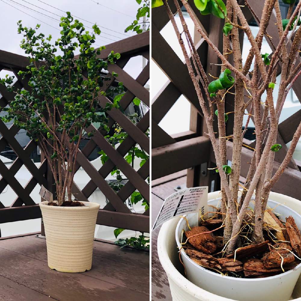 フィカスベンジャミンバロックの投稿画像 By ゆみこさんさん テラスと驚きましたとこれからどうなる とグリーン グリーン グリーン とプランターと早く大きくなぁれ とおうち園芸と発根と癒されると驚きましたとこれからどうなる とグリーン グリーン