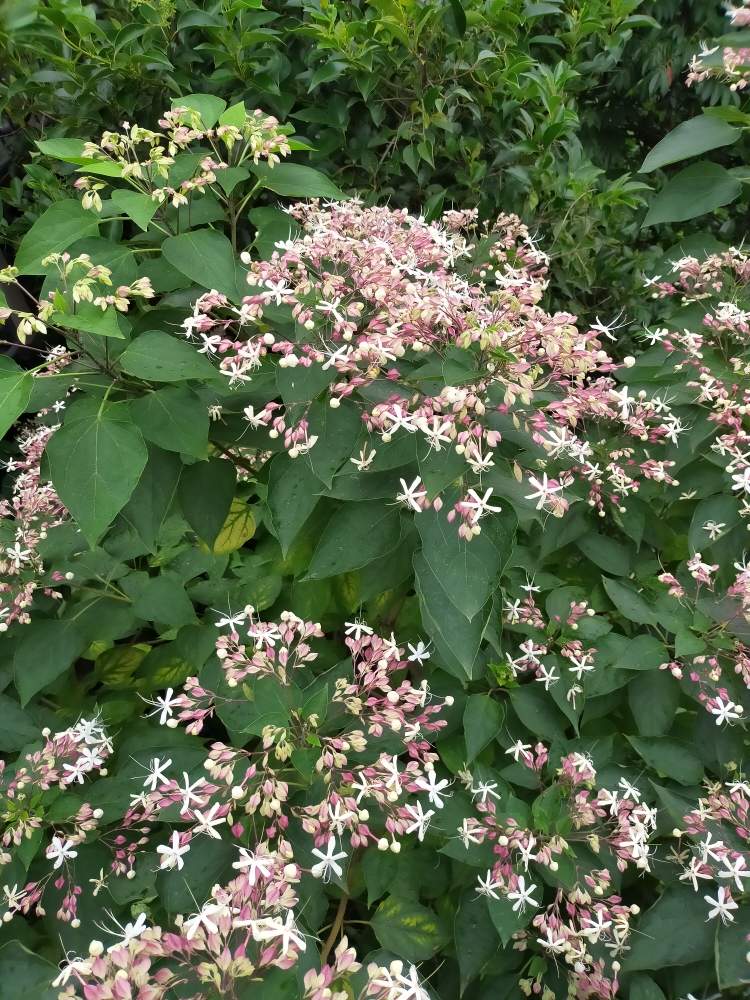 クサギの投稿画像 By アッキーラさん 月7月29日 Greensnap グリーンスナップ