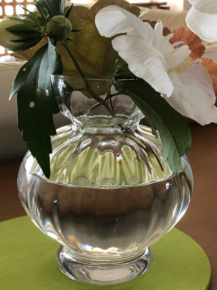 ムクゲの投稿画像 By モネさん ヒューケラ ドルチェ メープルファッジとヒューケラ とキラキラ とおうち園芸と花のある暮らしとガラスの花瓶 と白い花と開花中 と新しいフラワーベースとフェルトのマットと梅雨明けするかなとガラスが涼しげと花瓶メイン 月7月29
