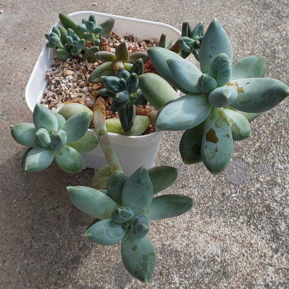 多肉植物　フーケリー カット苗  6個 多肉植物 フーケリー カット苗 6個 【公式通販】