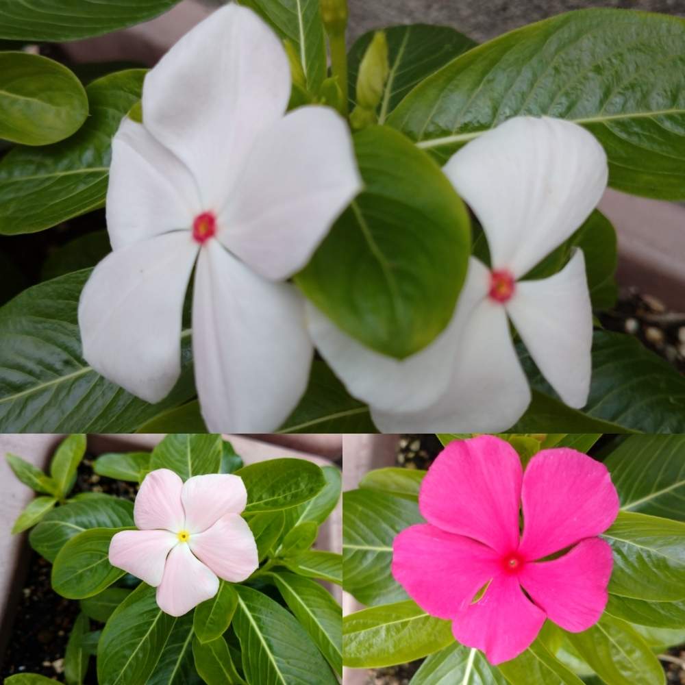 ニチニチソウの投稿画像 By やべっちさん 月7月29日 Greensnap グリーンスナップ