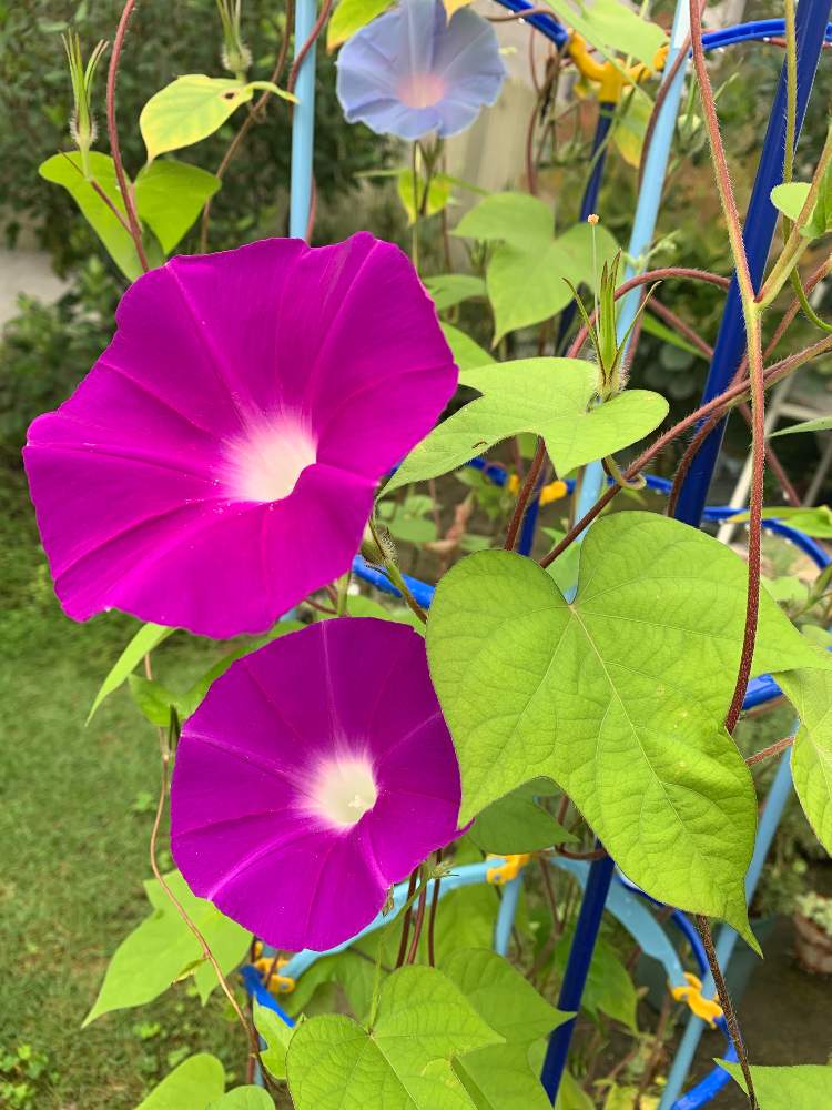 朝顔の投稿画像 By Mieeeさん 小学校のあさがおと成長を見守りますと梅雨に負けないとおうち園芸と小さな庭からと花のある暮らし 月7月29日 Greensnap グリーンスナップ