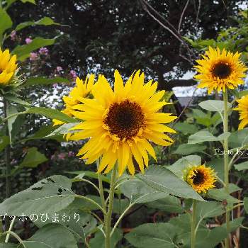 ゴッホのひまわりの花の投稿画像一覧 Greensnap グリーンスナップ