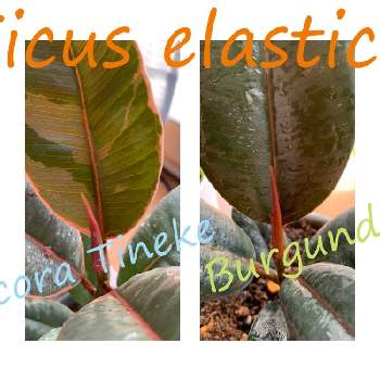 ダイソー産ゴムの木の投稿画像一覧 Greensnap グリーンスナップ