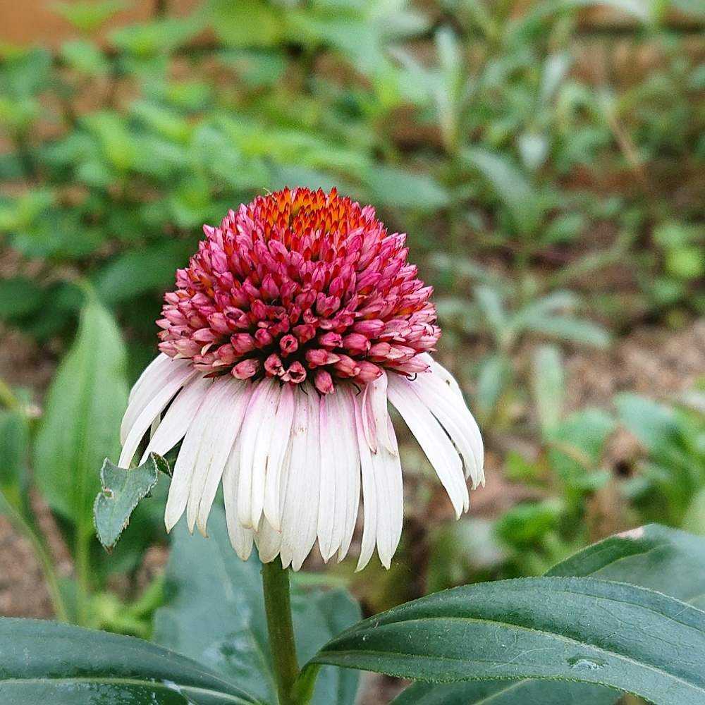 初めてのエキナセア Greensnap グリーンスナップ 初めてのエキナセア Greensnap グリーンスナップ