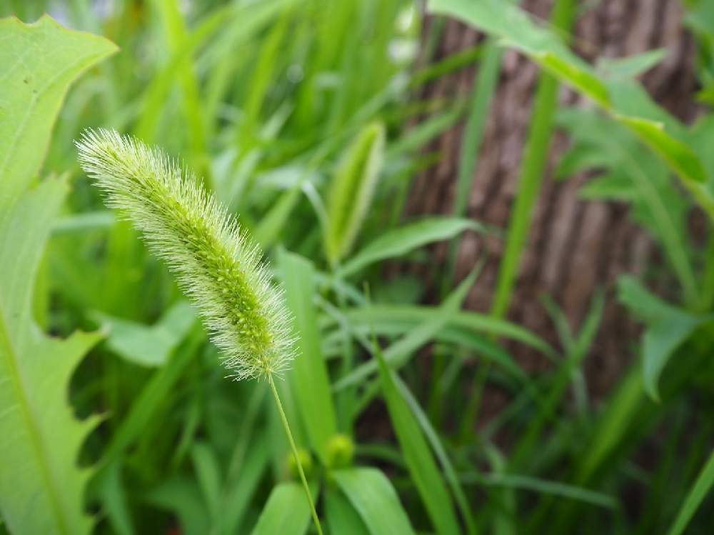 いぶさんの投稿画像 月7月29日 Greensnap グリーンスナップ