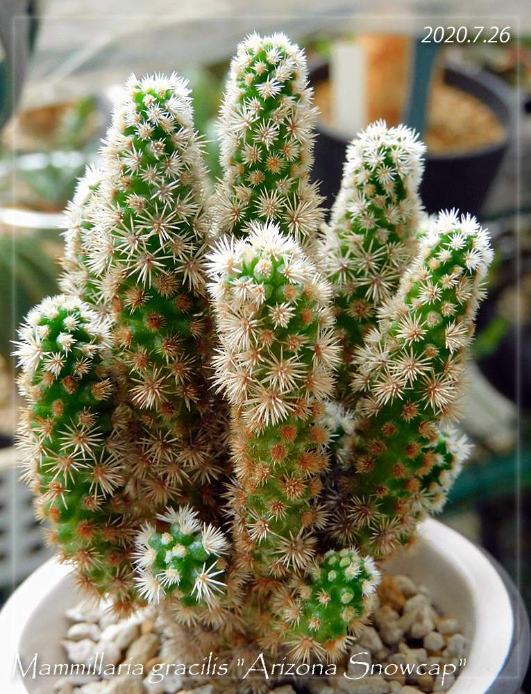 サボテン科の投稿画像 By Kurokuroさん マミラリア属とマニアリア 明日香姫と成長記録と珍奇植物とマミラリア グラキリス アリゾナ スノーキャップ とビザールプランツ 月7月29日 Greensnap グリーンスナップ