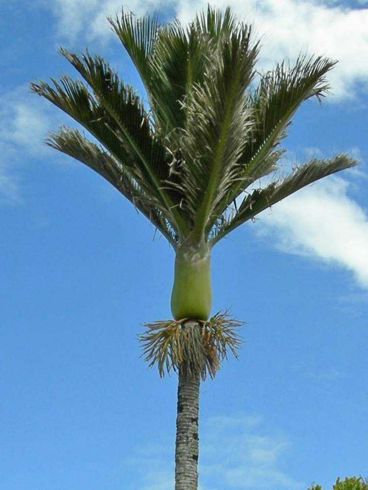 シアッツ Rhopalostylis sapida ニカウヤシ Rhopalostylis sapida