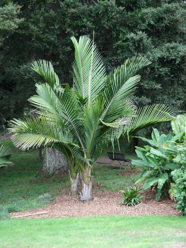 Rhopalostylis sapida ニカウヤシ｜🍀GreenSnap（グリーンスナップ）