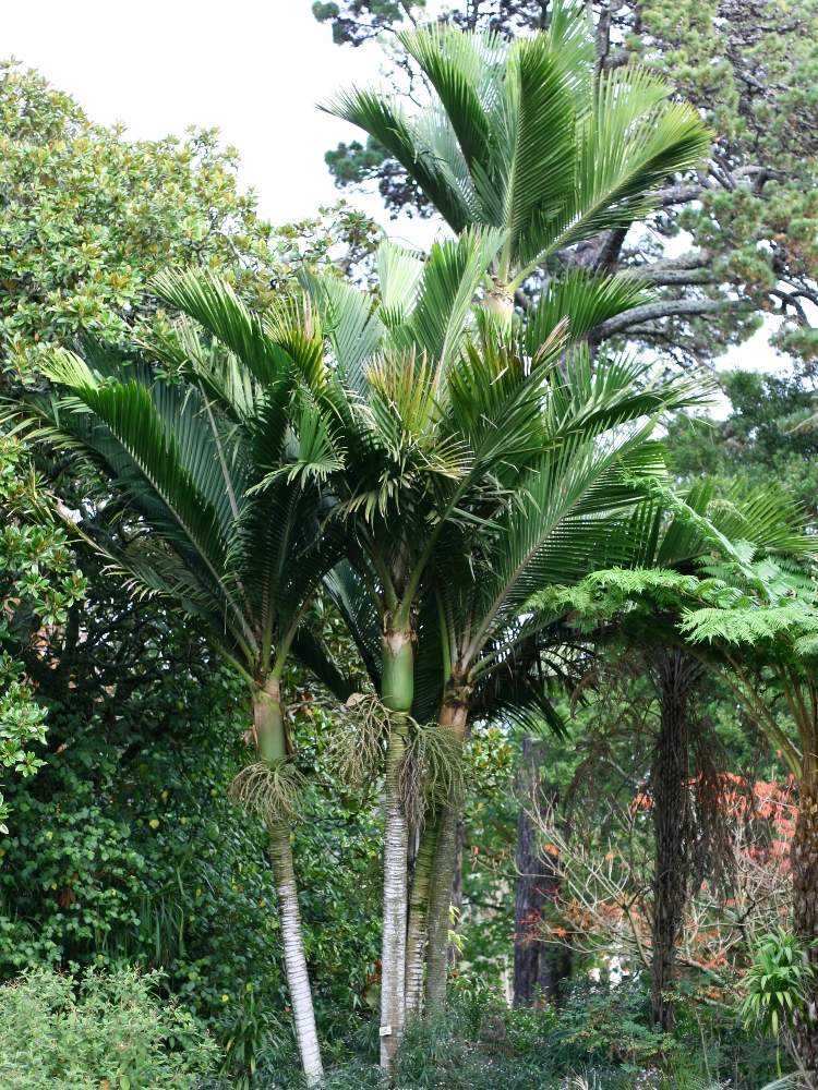 Rhopalostylis sapida ニカウヤシ｜🍀GreenSnap（グリーンスナップ）