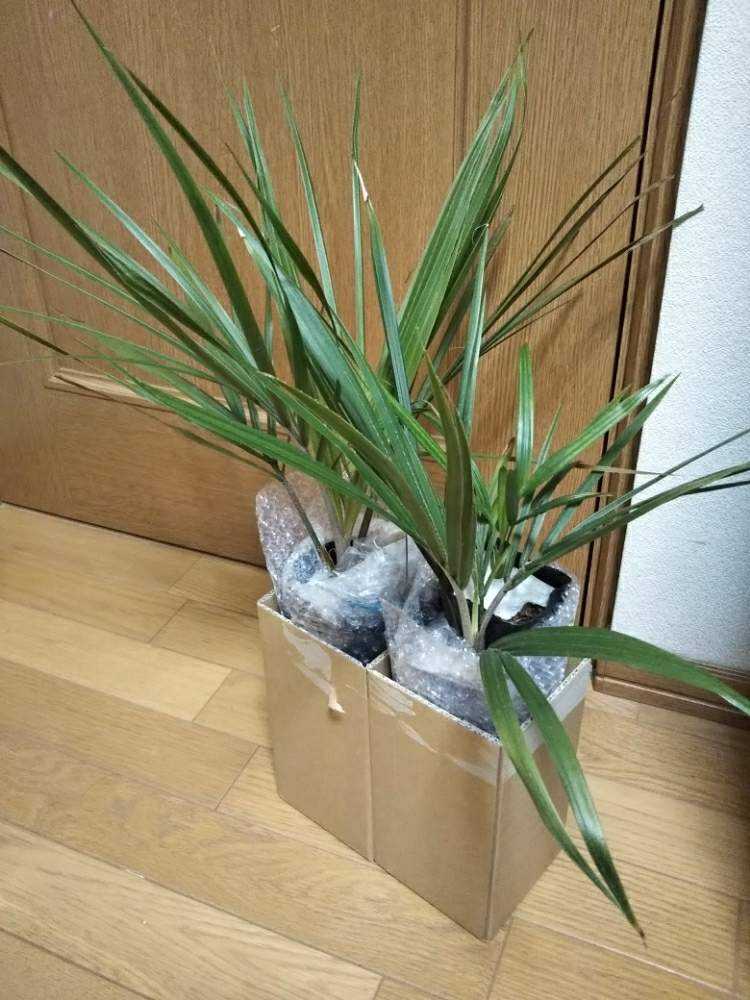 Rhopalostylis sapida ニカウヤシ｜🍀GreenSnap（グリーンスナップ）