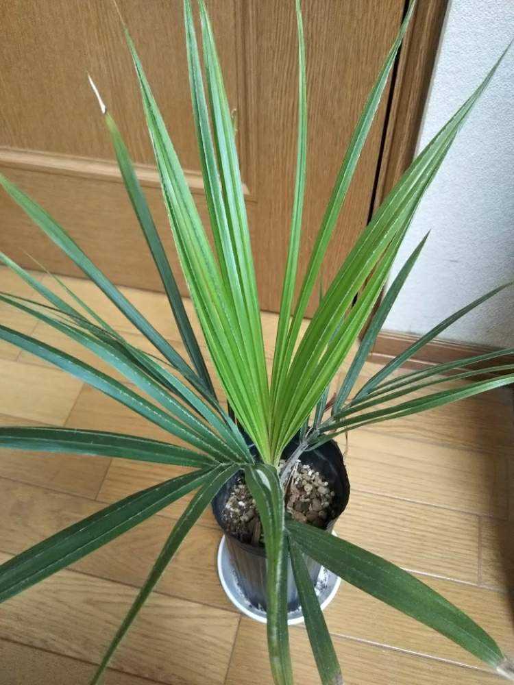 シアッツ Rhopalostylis sapida ニカウヤシ Rhopalostylis sapida