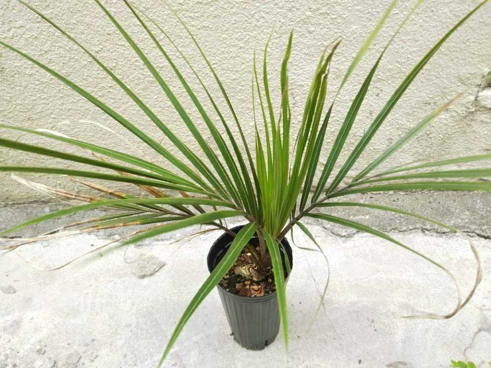 Rhopalostylis sapida ニカウヤシ｜🍀GreenSnap（グリーンスナップ）