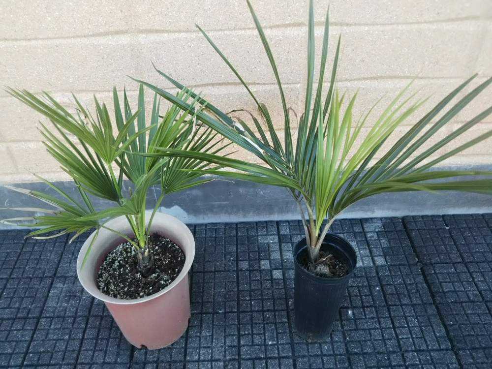 シアッツ Rhopalostylis sapida ニカウヤシ Rhopalostylis sapida