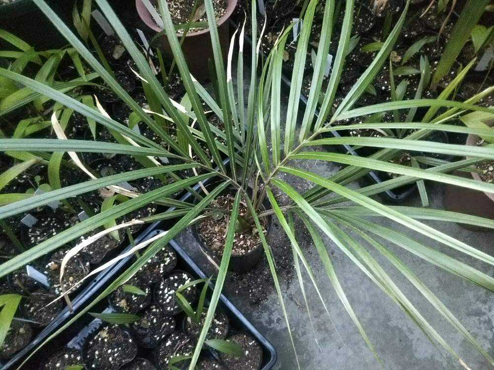 Rhopalostylis sapida ニカウヤシ｜🍀GreenSnap（グリーンスナップ）