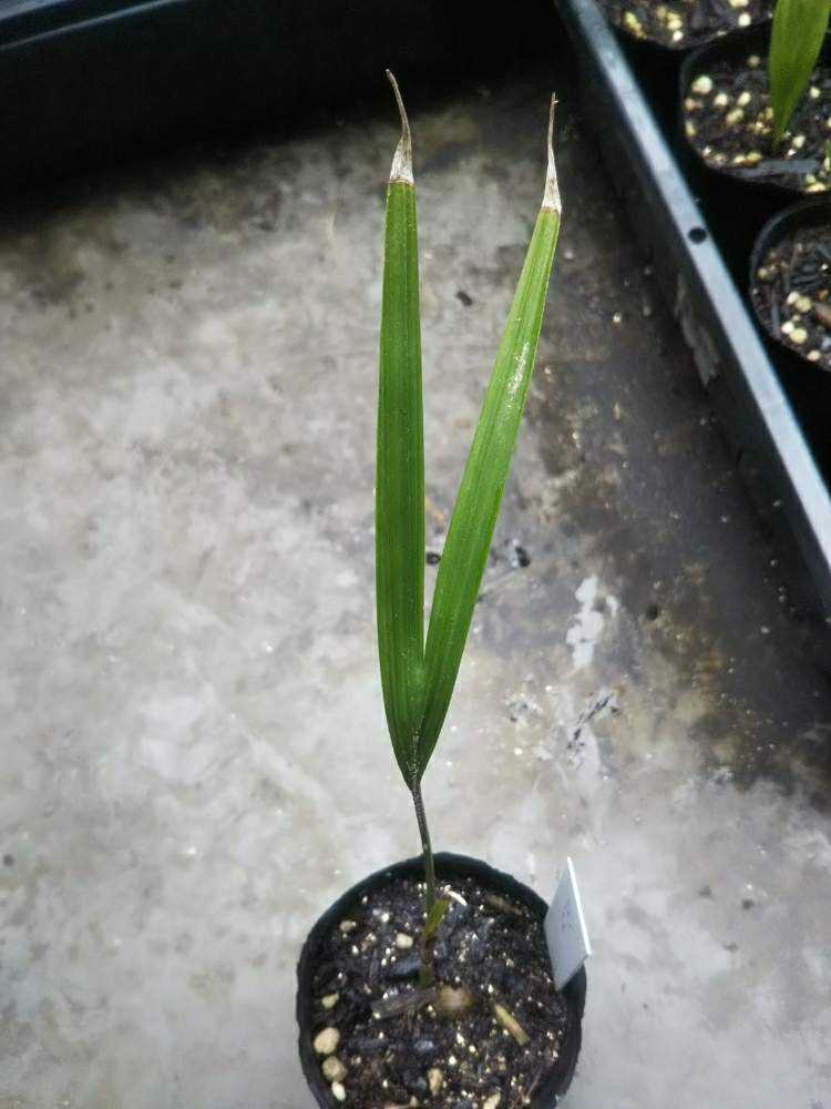 Rhopalostylis sapida ニカウヤシ｜🍀GreenSnap（グリーンスナップ）