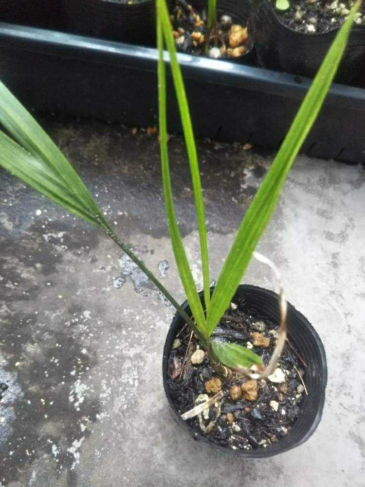 Rhopalostylis sapida ニカウヤシ｜🍀GreenSnap（グリーンスナップ）