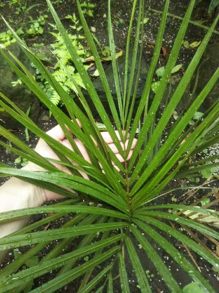 シアッツ　Rhopalostylis sapida　ニカウヤシ Rhopalostylis sapida | Nikau Palm | 10 Seeds | eBay