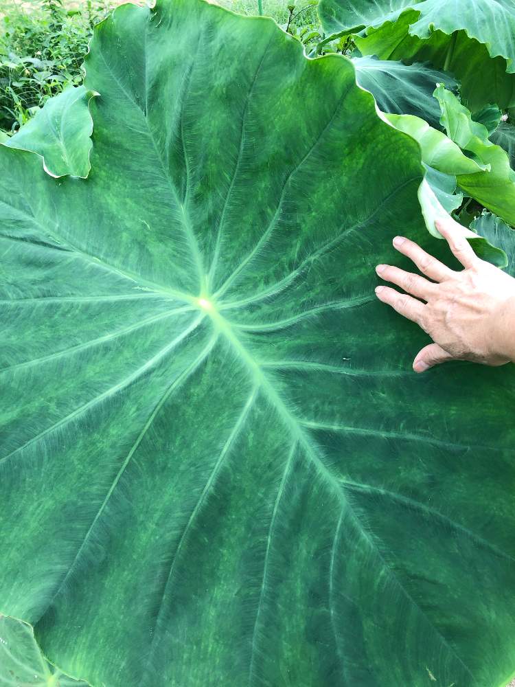 家庭菜園の投稿画像 By ミーヤンさん おうちde菜園とおうち園芸とすごーい と葉っぱの傘と畑仕事とトトロの傘 月7月29日 Greensnap グリーンスナップ
