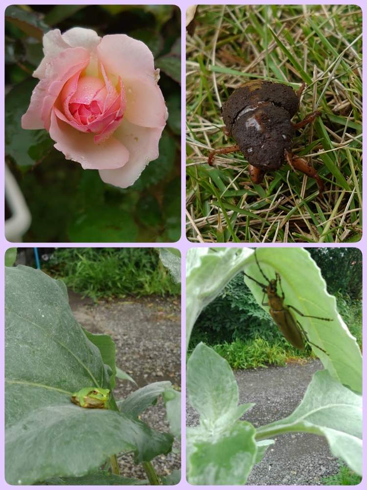 ひまわりの葉っぱの投稿画像 By Michiさん アマガエルと虫シリーズとミッチの会とカミキリムシとセミの幼虫 月7月29日 Greensnap グリーンスナップ