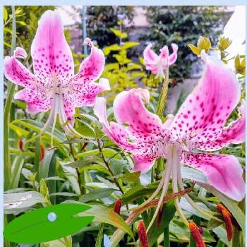 鹿の子百合の画像 by ミキさん | 小さな庭とカノコユリと鹿の子百合と地植えとピンクの花と梅雨
