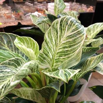 funnyplantの画像 by ファニープランツさん | インテリアと観葉植物専門店とインテリアグリーンとfunnyplant