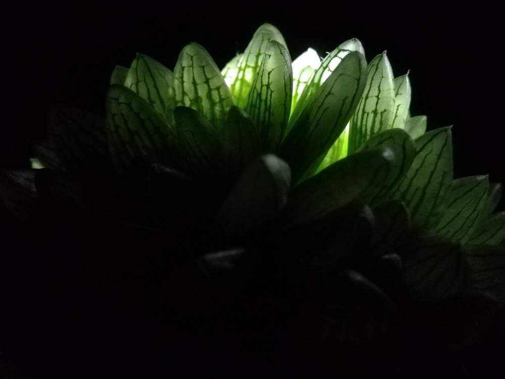 ハオルチアの投稿画像 By ほむらさん ハオルチア属 ハオルシア属とシンビフォルミス グラキリデリネアータと多肉植物とハオルチア属とミネラルプランツ 月7月29日 Greensnap グリーンスナップ ハオルチアの投稿画像 By ほむらさん ハオルチア属 ハオルシア属とシンビフォルミス グラキリデリネアータと多肉植物とハオルチア属とミネラルプランツ 月7月29日 Greensnap グリーンスナップ