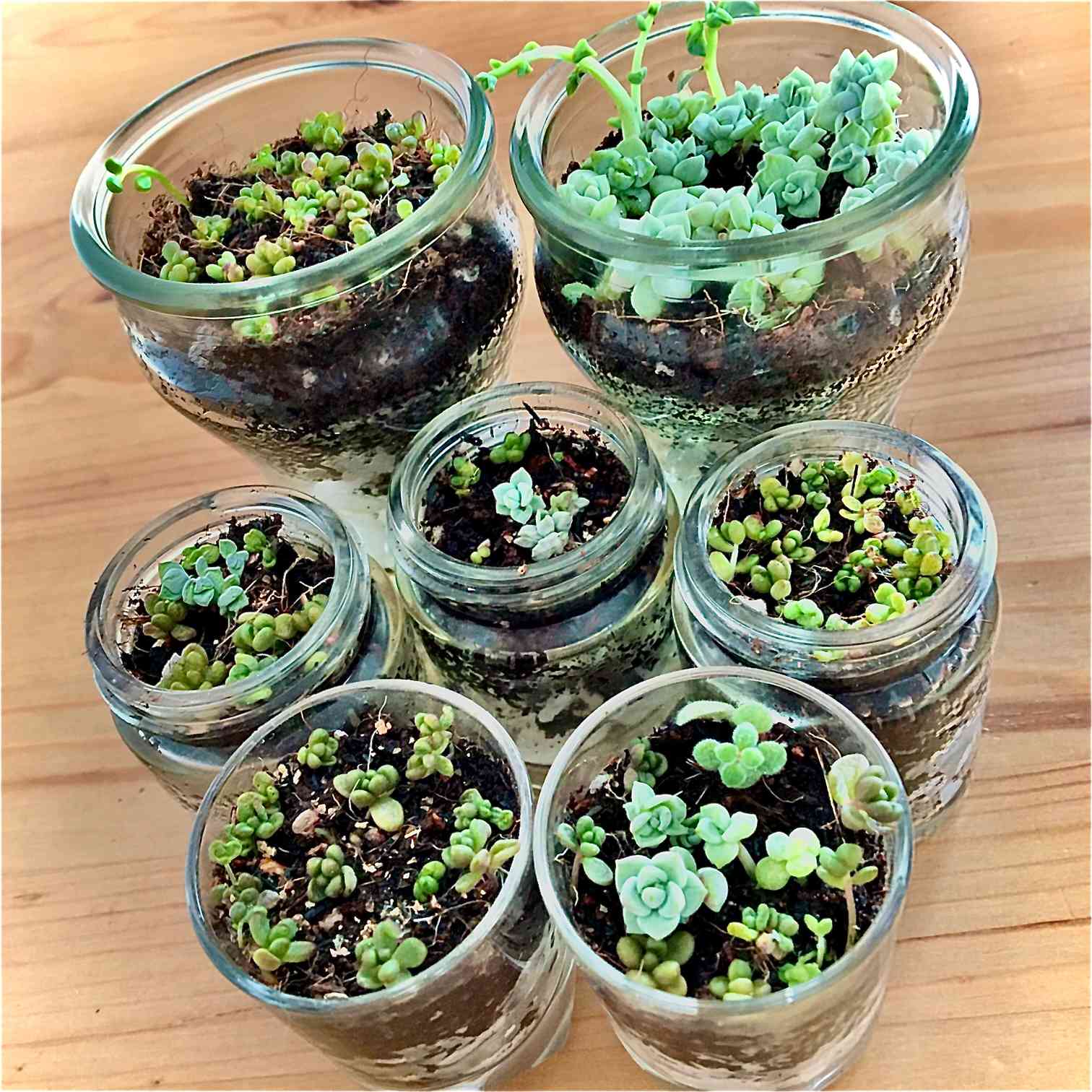 多肉植物の赤ちゃん|🍀GreenSnap(グリーンスナップ) 多肉植物の赤ちゃん|🍀GreenSnap(グリーンスナップ)