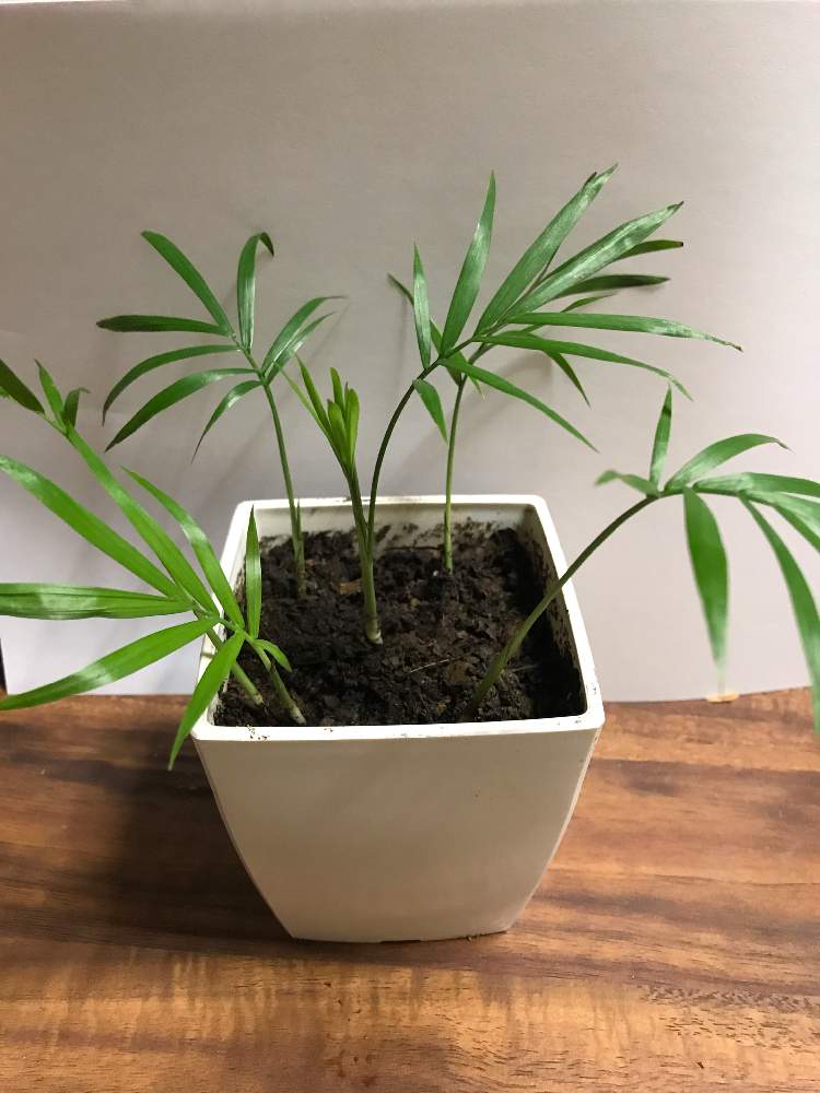 テーブルヤシの成長日記 Greensnap グリーンスナップ