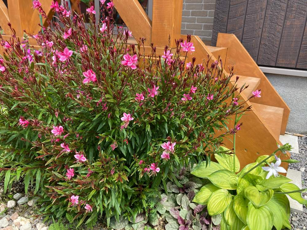 ガウラの投稿画像 By 藍 さん キボウシとアジュガと白蝶草 ガウラと耐寒性宿根草とわさわさ とお花大好き と花壇とホスタ ギボウシとおうち園芸と北海道と花は癒やし 月7月30日 Greensnap グリーンスナップ