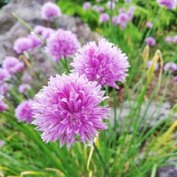 丸沼高原の画像 by リリーさん | お出かけ先とチャイブと癒やされるとピンクの花と優しい花といつもありがとうと爽やかと花のある暮らしと丸沼高原と素敵!