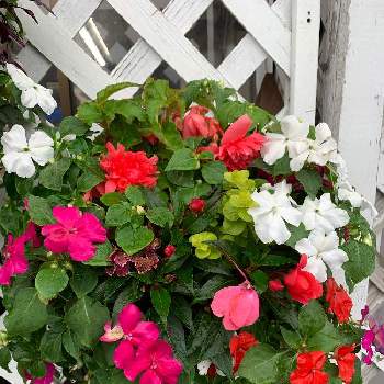 半日陰の寄せ植えの投稿画像一覧 Greensnap グリーンスナップ