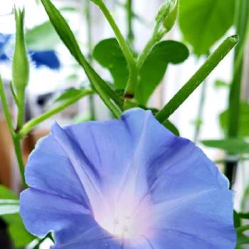 朝顔鉢の投稿画像一覧 Greensnap グリーンスナップ