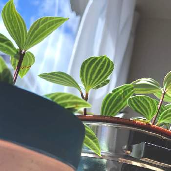 朝日♡の画像 by あんな♪さん | 窓辺とペペロミアと日光浴と窓辺の植物と朝日♡とおうち園芸と観葉植物とGreen Green