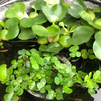 水中植物の投稿画像一覧 Greensnap グリーンスナップ