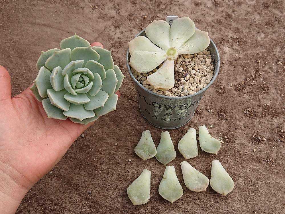 多肉のチョンパのやり方 Greensnap グリーンスナップ