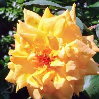 薔薇マルコ・ポーロの画像 by kazuさん | 小さな庭とばら バラ 薔薇とおうち園芸と薔薇マルコ・ポーロと黄色い薔薇♡と花のある暮らし
