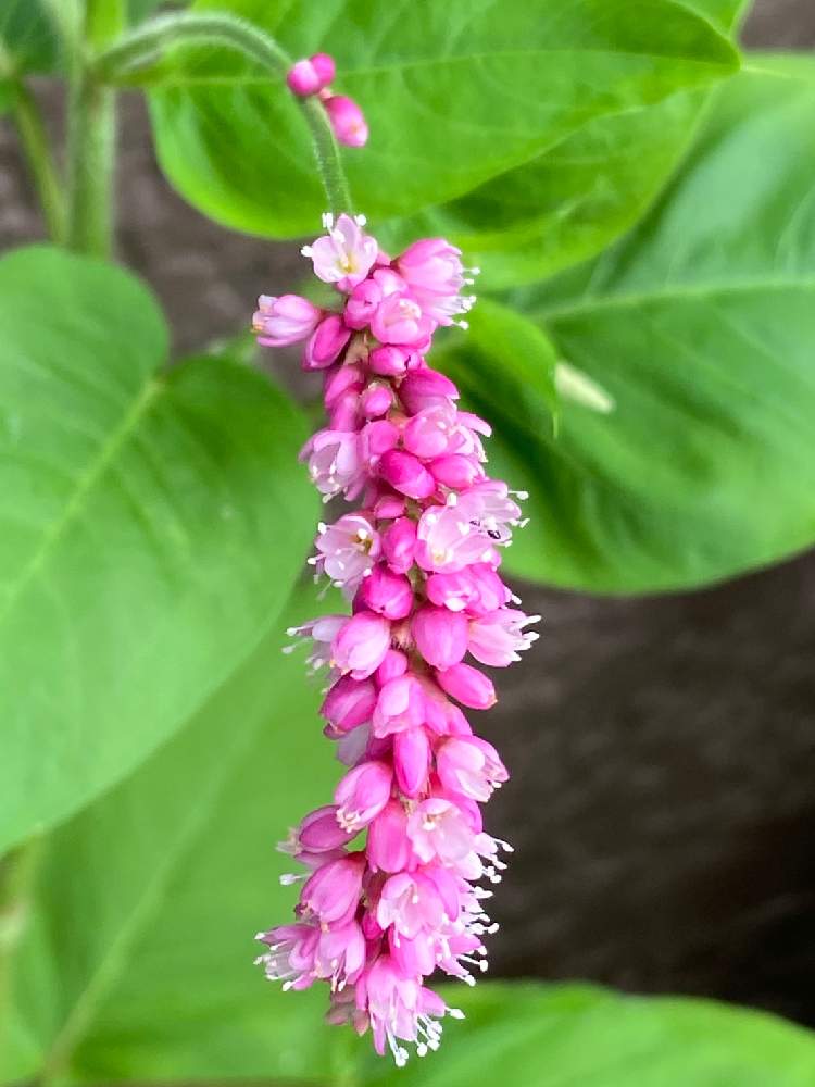 オオケタデの投稿画像 By てもちぶたさん ピンクの花とナデシコ目とピンク ピンクとピンクの花とナデシコ目とピンク ピンク 月7月30日 Greensnap グリーンスナップ Greensnap グリーンスナップ