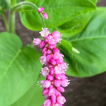 ナデシコ目の投稿画像一覧 Greensnap グリーンスナップ ナデシコ目の投稿画像一覧 Greensnap グリーンスナップ